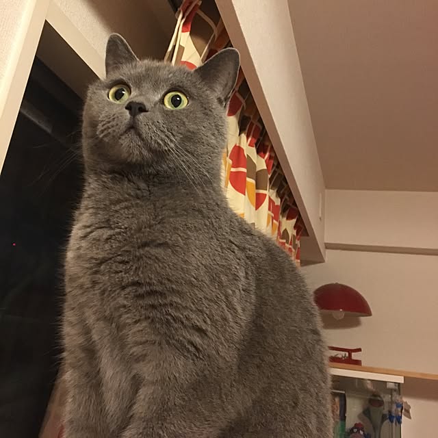 ikettenさんの実例写真