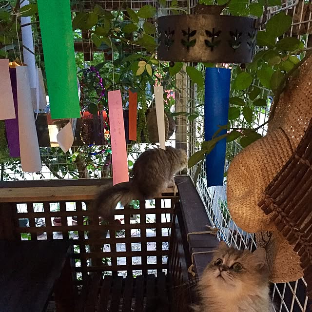 butachanさんの実例写真