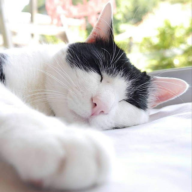 nekosamaさんの実例写真