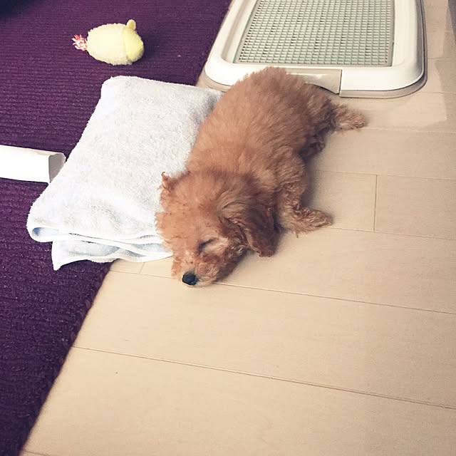 Naokoさんの実例写真