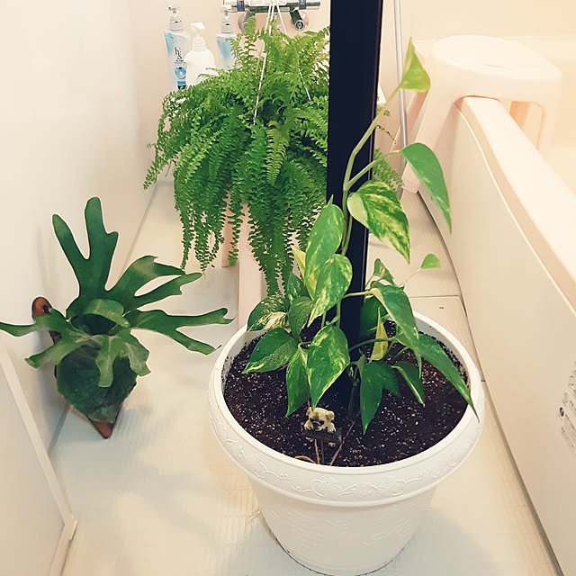 greenmanさんの実例写真
