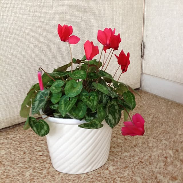 hiroさんの実例写真