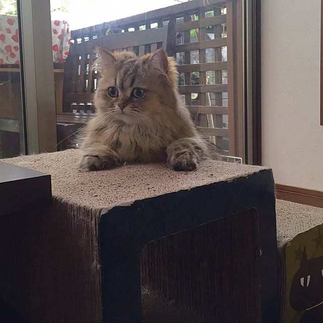 butachanさんの実例写真