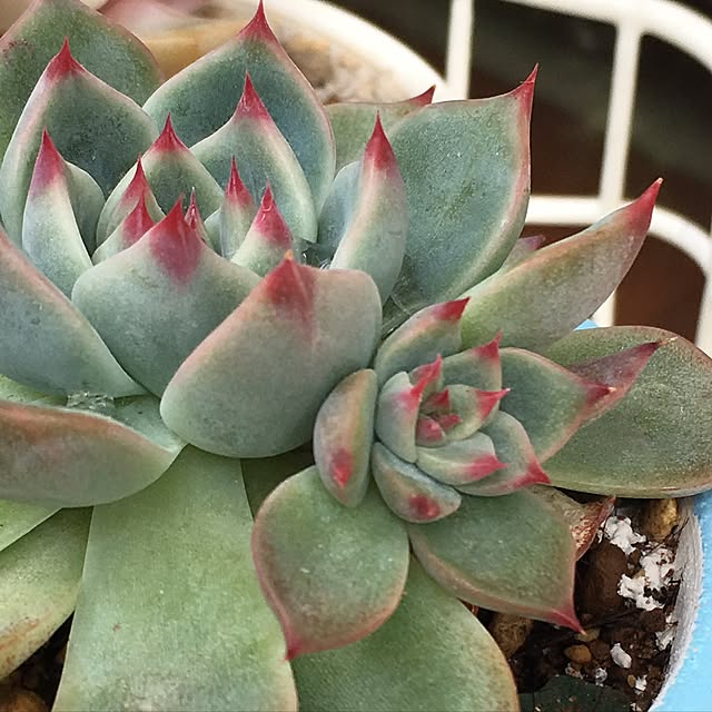 CHIROさんの実例写真