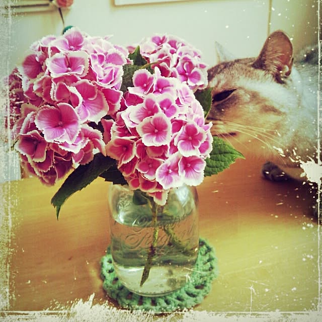 tamacharouさんの実例写真