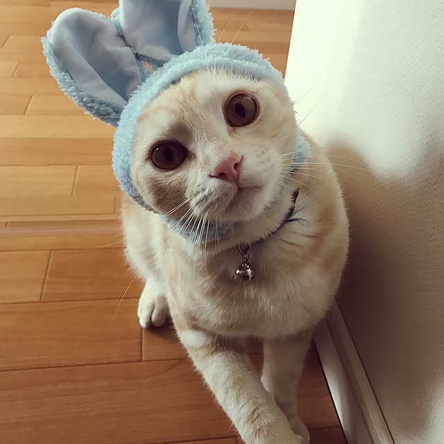 hiyupan88さんの実例写真