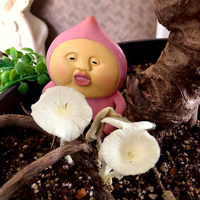 aiaiさんの実例写真