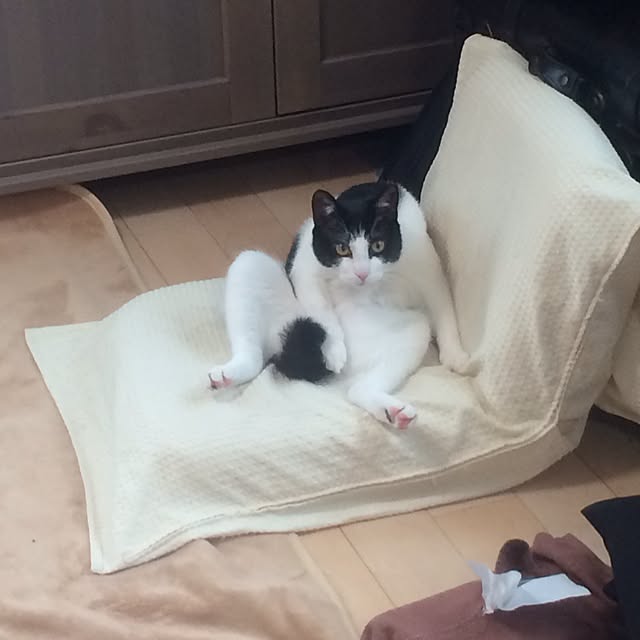 kiznagiさんの実例写真
