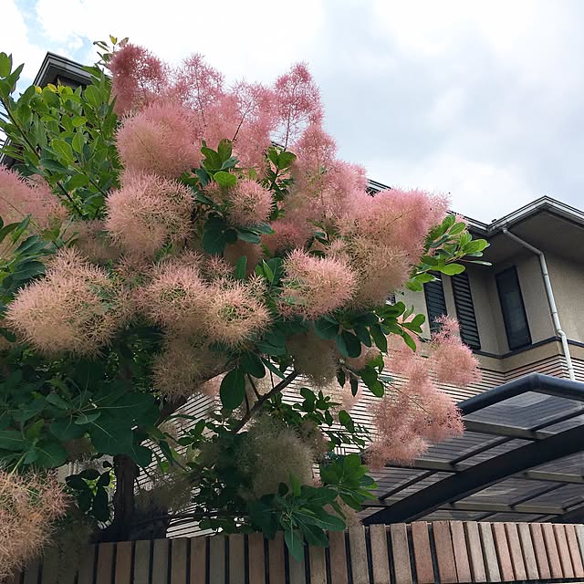 chiekoさんの実例写真