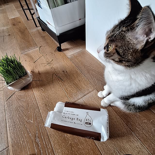 部屋全体/ゴミ袋/コンパクト/のんびり暮らす/保護猫と暮らす...などのインテリア実例 - 2024-08-27 11:59:17