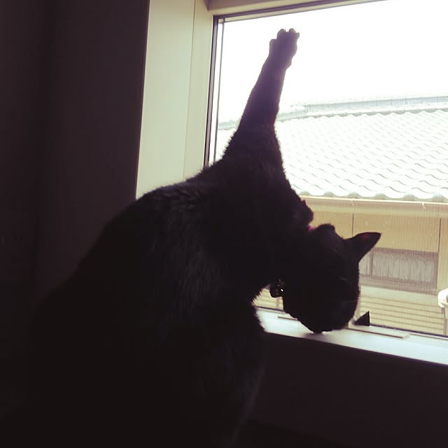 zenoさんの実例写真