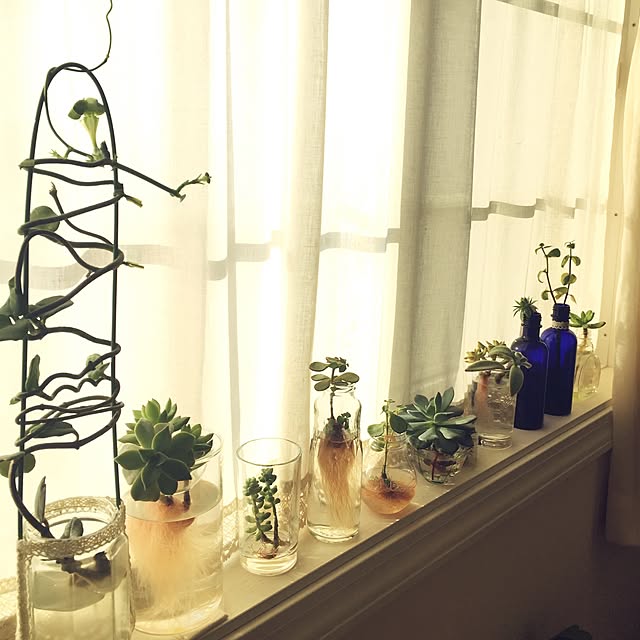 棚/多肉植物のインテリア実例 - 2016-05-21 08:03:47