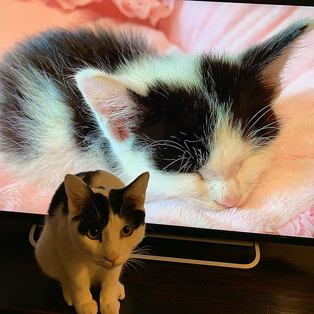 猫/リビングのインテリア実例 - 2020-04-30 14:50:44