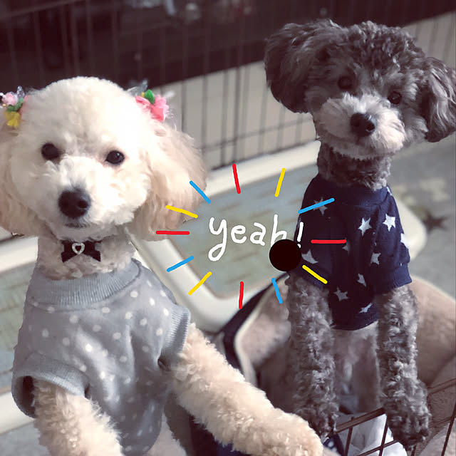 実例写真