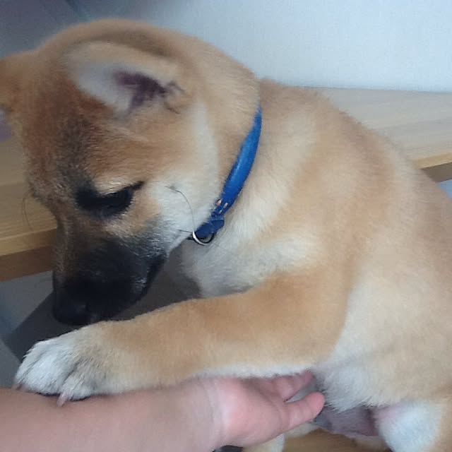 kotaさんの実例写真