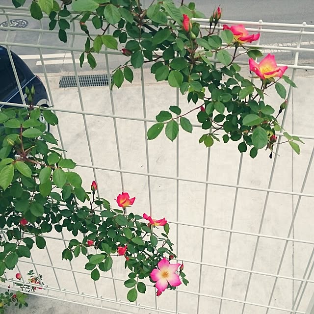 29さんの実例写真