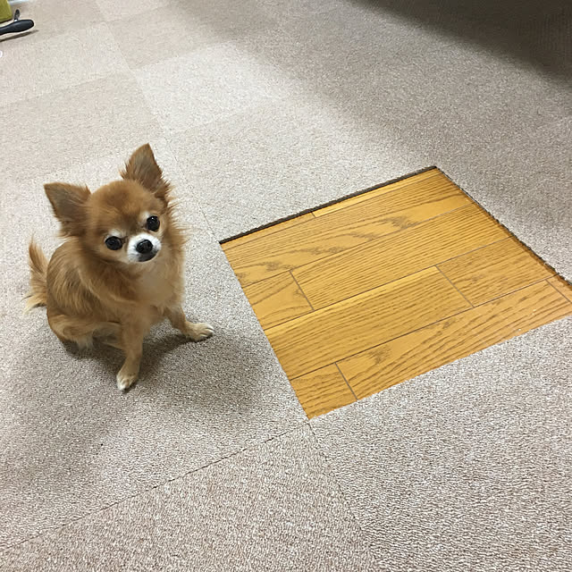 koroさんの実例写真