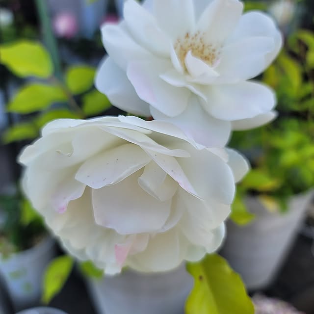 VIORAさんの実例写真