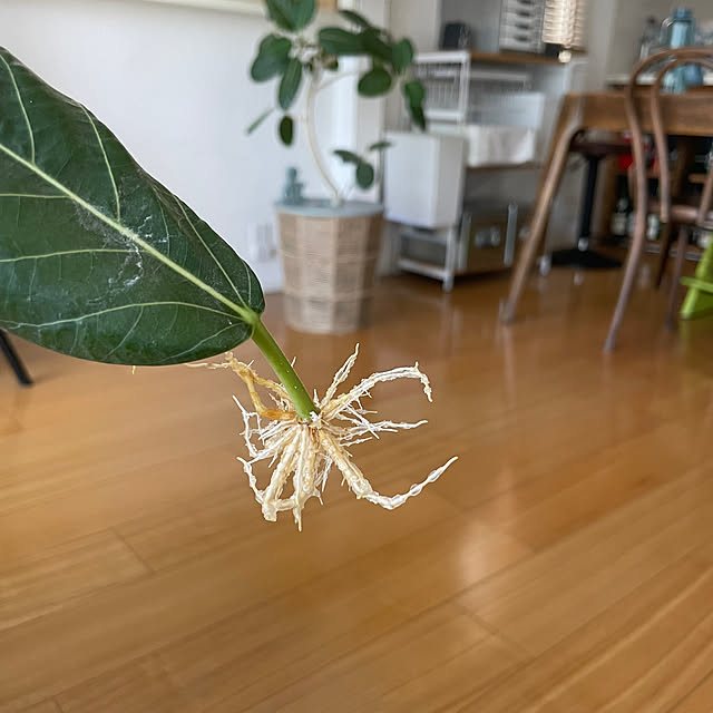 adamoさんの部屋