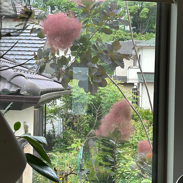 hatsugaさんの実例写真