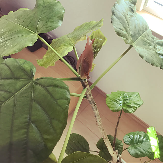 kananaさんの実例写真