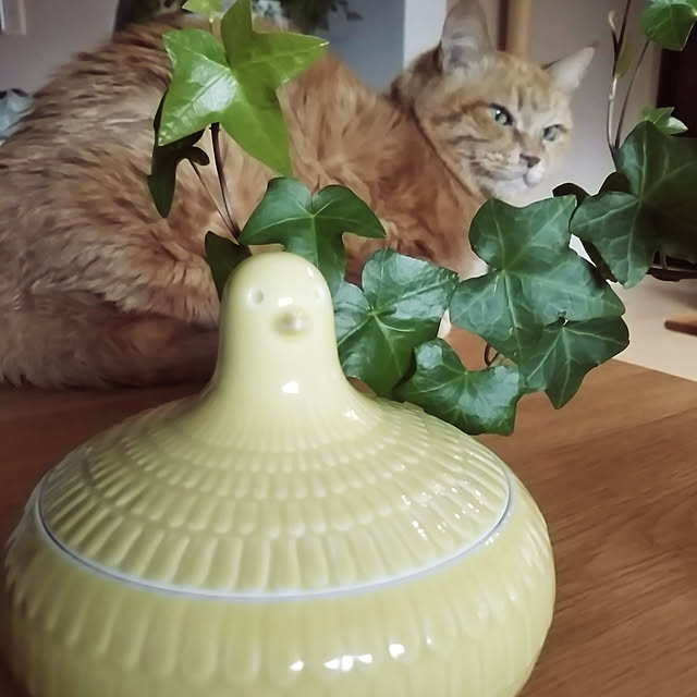 hanacocoさんの実例写真