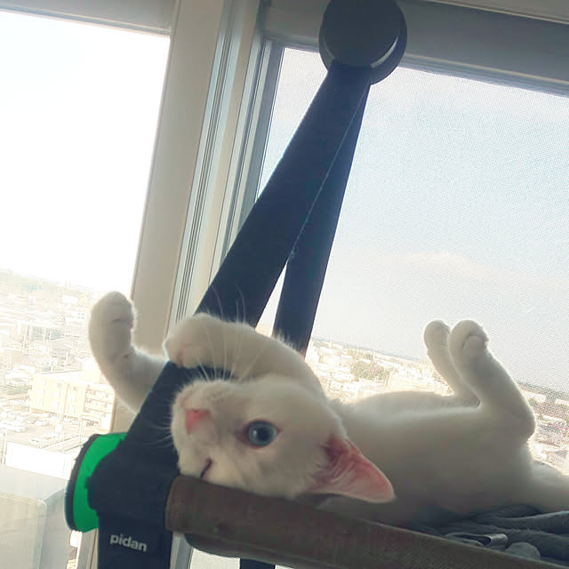 necoさんの実例写真
