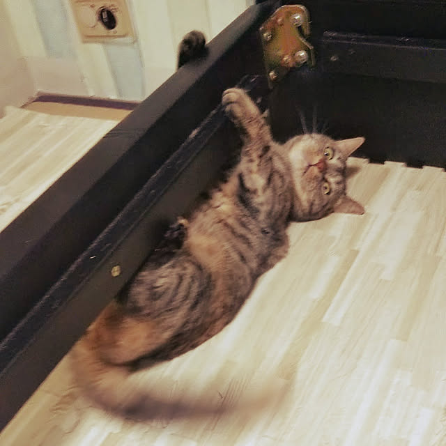 runaさんの実例写真