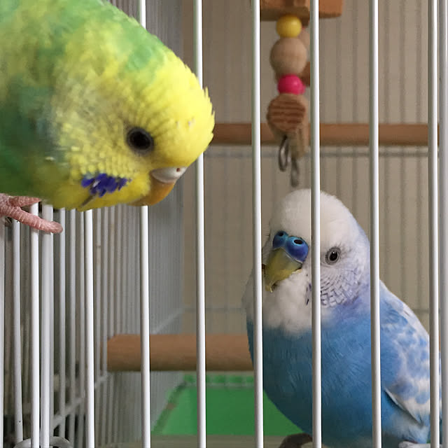toratanさんの実例写真