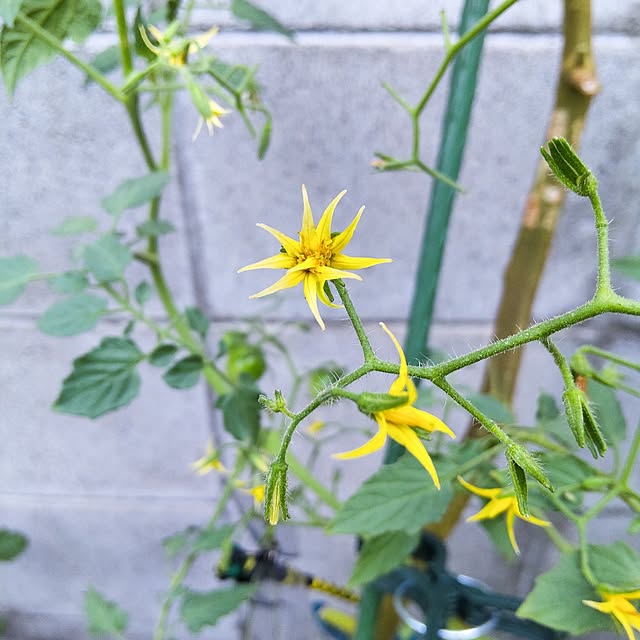 faunさんの部屋