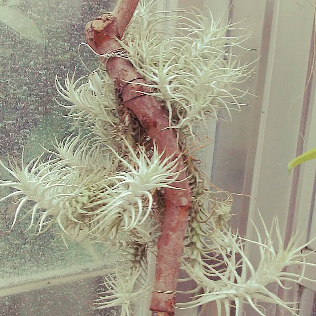 Plantexhibitionhallさんの実例写真