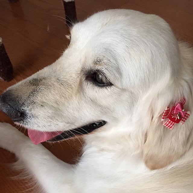 angeさんの実例写真