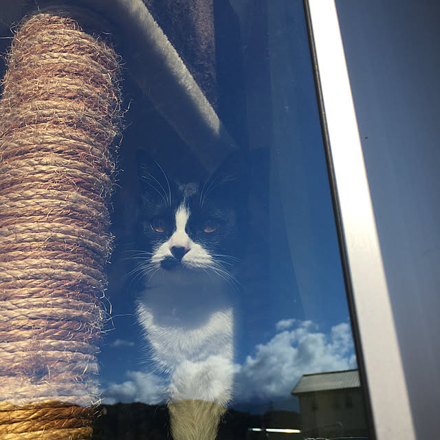 nekoさんの実例写真