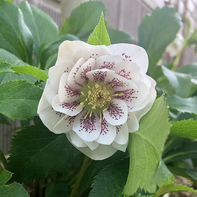 nanachanmamaさんの実例写真