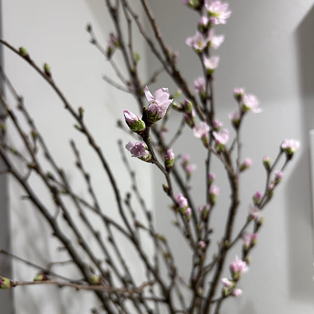 AkemiKinoshitaさんの部屋