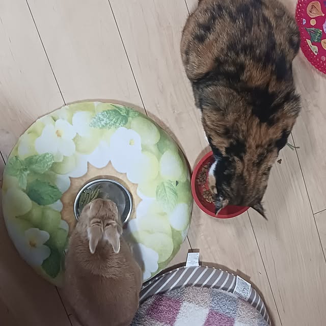 aiさんの実例写真