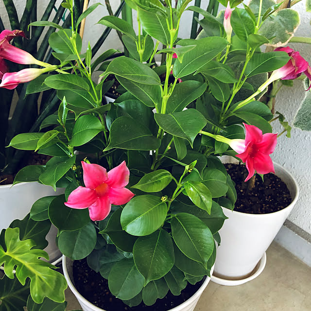 hanachanさんの部屋