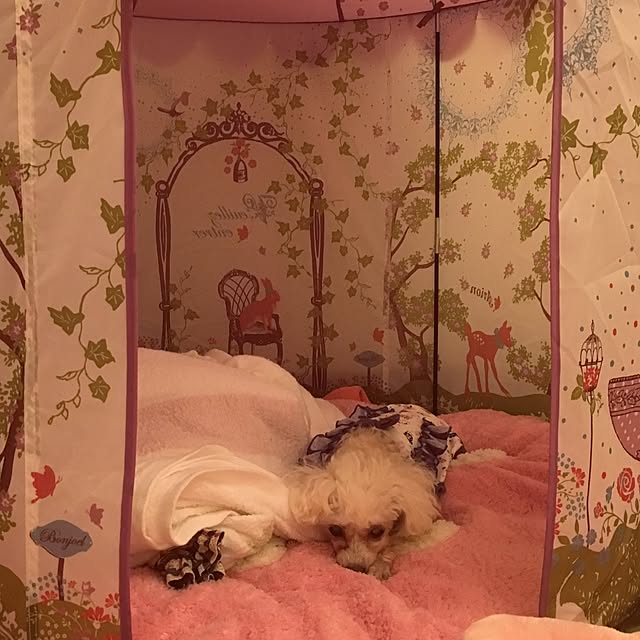 keigirlmagicさんの実例写真