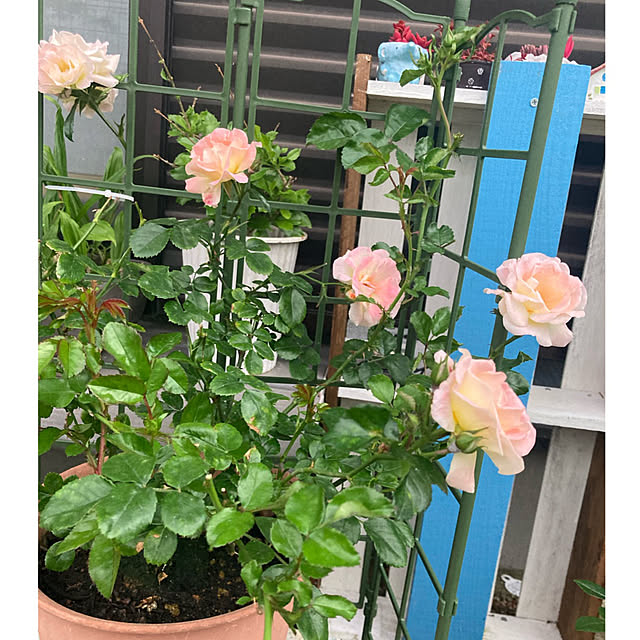 CoCo0617さんの部屋