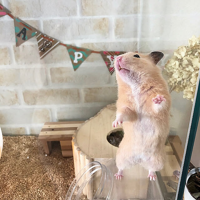 emiさんの実例写真