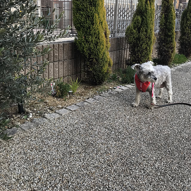 玄関/入り口/シュナウザー/オリーブの木/いいね！ありがとうございます♪/老犬との暮らし...などのインテリア実例 - 2018-02-24 16:44:29