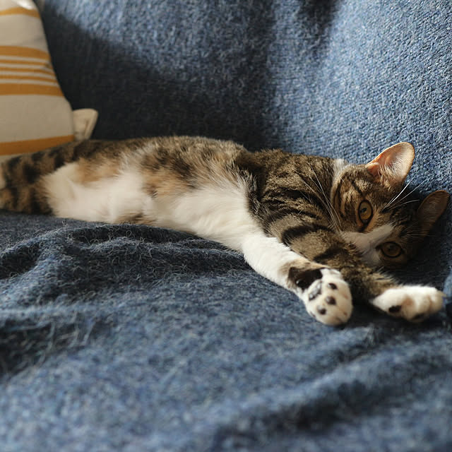 hanacocoさんの実例写真