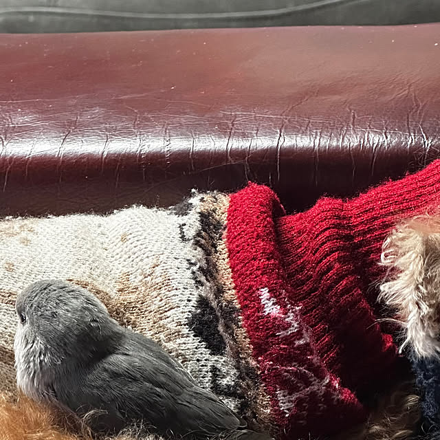 chacoさんの部屋