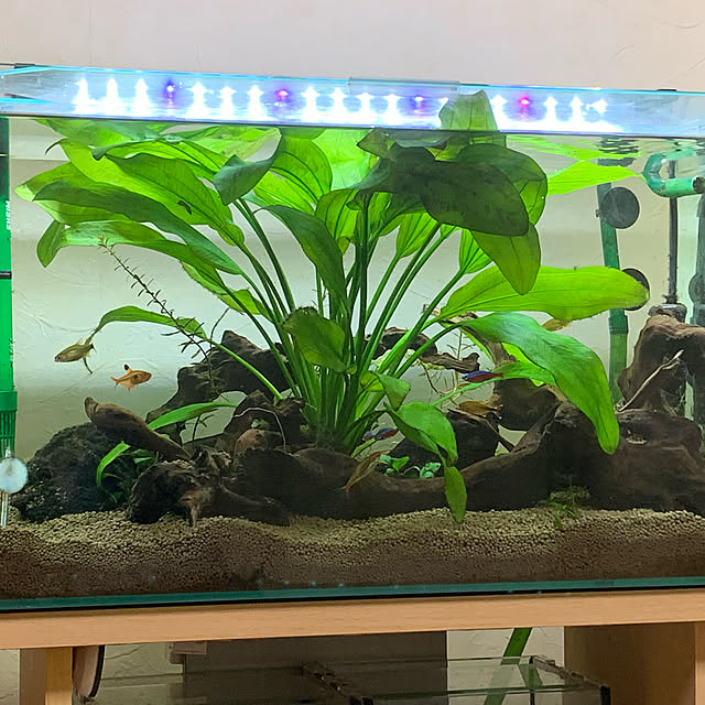 greenfrogさんの実例写真