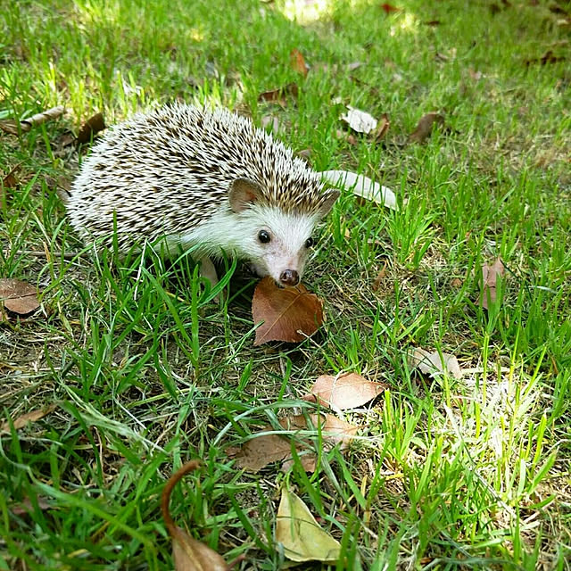 Misaさんの実例写真