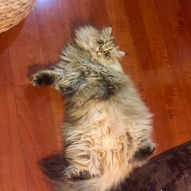 butachanさんの実例写真