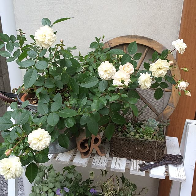 yururinさんの実例写真
