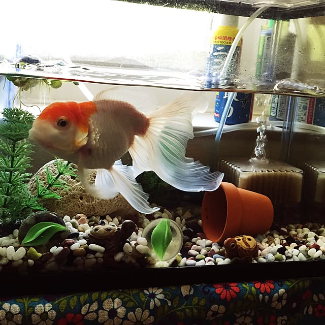 rupさんの実例写真