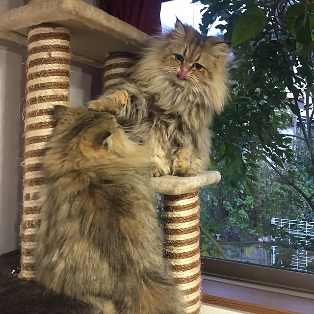 butachanさんの実例写真