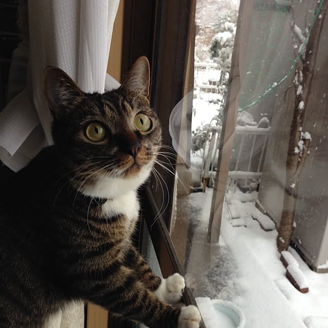 sakuraさんの実例写真